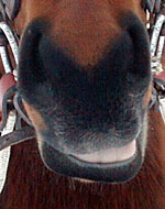 Stormy's nose